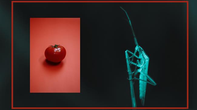 Καλλιέργεια τομάτας: Ανάμεσα στην "Tuta και στην Χάρυβδη"