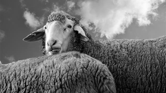 Τιμές γάλακτος: Ποιός αρμέγει ....ποιόν;