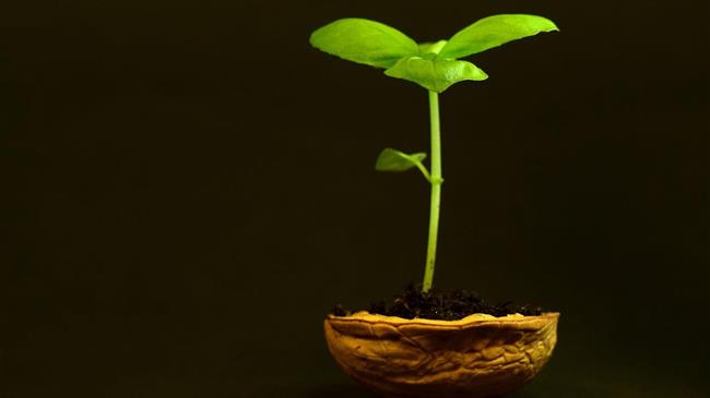 Καρπόκαψα  στην καρυδιά