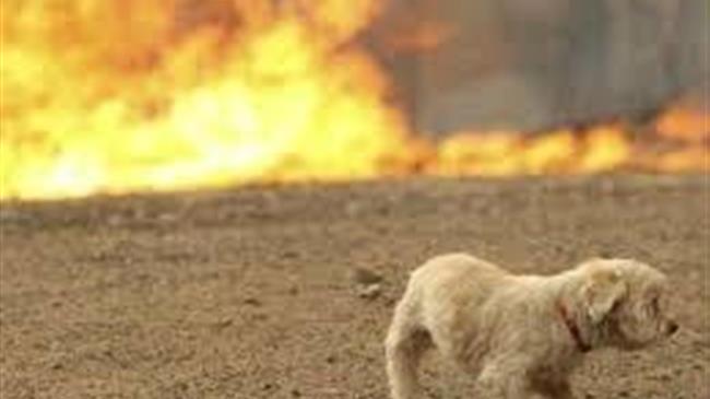 Λίστα κτηνιατρείων για την περίθαλψη των πυρόπληκτων ζώων