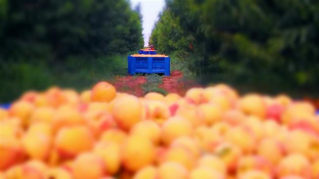 Ροδάκινα: Με χαμηλές πτήσεις ξεκίνησε η συγκομιδή