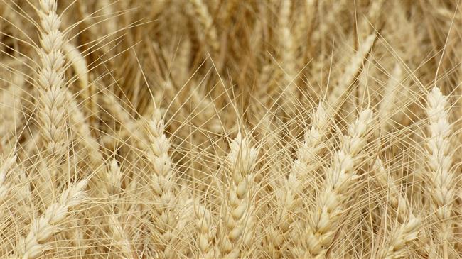 Ρωσία: «ΣΤΟΠ» στις εισαγωγές σιτηρών από το Καζακστάν