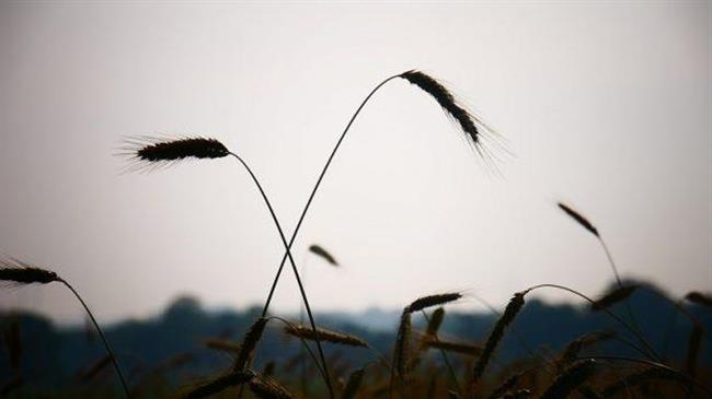 Εβδομαδιαία ανάλυση αγοράς σιταριού