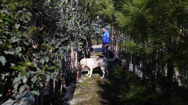 Ιταλία: Σκύλοι σώζουν.. ετοιμοθάνατα ελαιόδεντρα