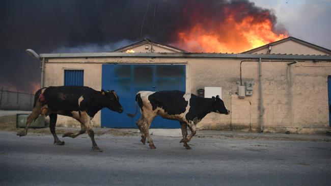 ΣΕΚ: Κατεπείγουσα προτεραιότητα για τους πληγέντες από τις φωτιές κτηνοτρόφους