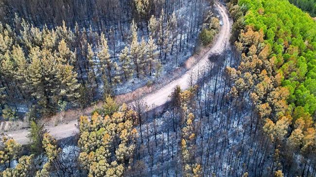 Τα μέτρα στήριξης για του πυρόπληκτους