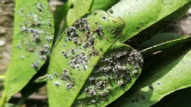 Παρέμβαση Περιφερειάρχη προς Υπ.Α.Α. Τ. για την αντιμετώπιση των επιπτώσεων από τον «Μαύρο Αλευρώδη»