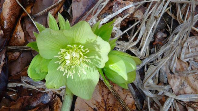 Ελλέβορος: Το φυτό γιάτρεψε τον Ηρακλή