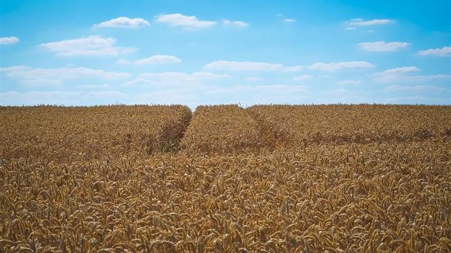 WASDE:  Τιμές σιταριού σε αναμονή