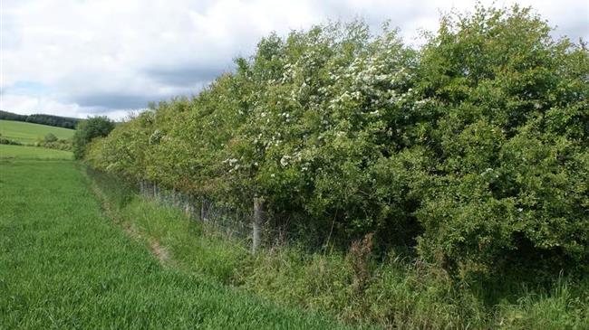 Αγγλία: Σε κίνδυνο εκατοντάδες χιλιόμετρα φρακτών