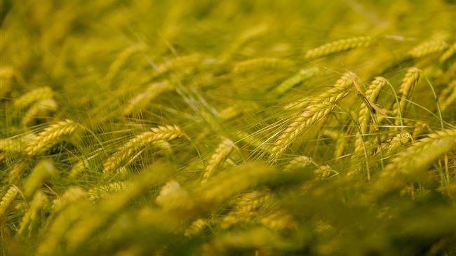 USDA: Προκλήσεις και ευκαιρίες στα σιτηρά την περίοδο 2023/24