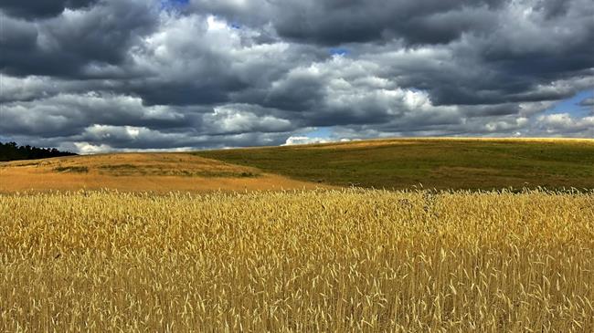 Αγορά σιταριού: Διακυμάνσεις και παγκόσμιες εξελίξεις