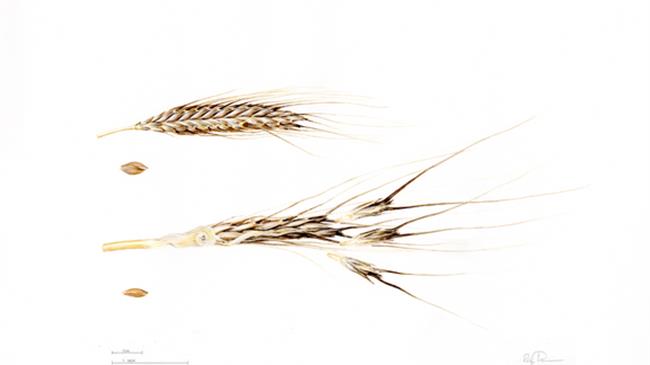 World's oldest domesticated wheat genome sequenced