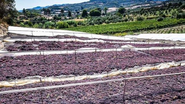 Νεμέα: Οι καταστροφές στις καλλιέργειες είναι μεγάλες και αγγίζουν σε μεγάλο ποσοστό το 100%