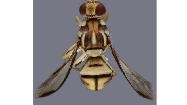 Μύγες που επιτίθενται σε φρούτα βρέθηκαν κοντά στο Λος Άντζελες