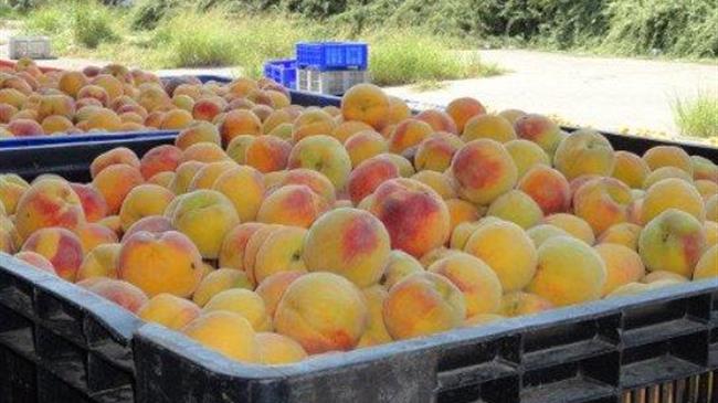 Στο ΦΕΚ η απόφαση για αποζημιώσεις στα παραμορφωμένα φρούτα