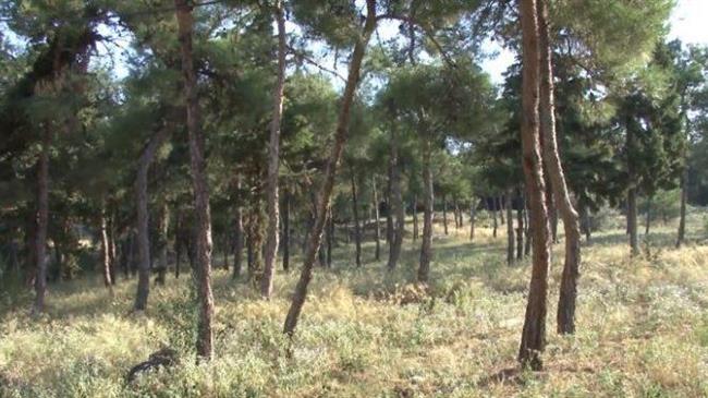 Παράταση Απαγόρευσης Κυκλοφορίας στο περιαστικό δάσος Θεσσαλονίκης