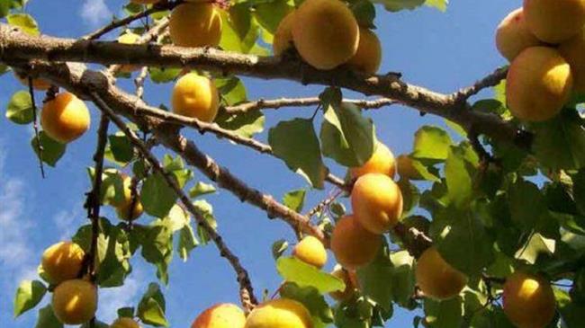 Εχθροί και ασθένειες στα πυρηνόκαρπα