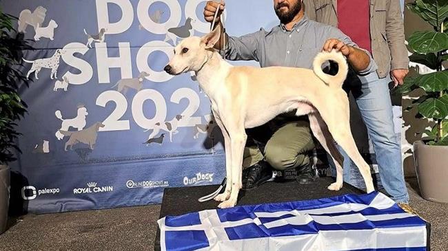 Κρητικό κυνηγόσκυλο δίνει στην Ελλάδα την 1η θέση στην Παγκόσμια Έκθεση Σκύλων
