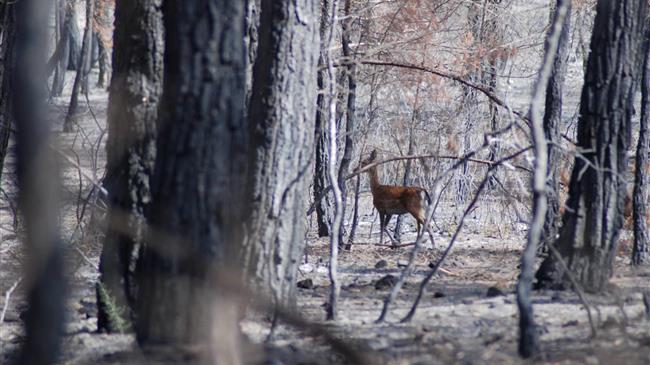 Όμιλος Επιχειρήσεων Σαρακάκη: Χορηγός της ΑΝΙΜΑ για τη στήριξη των άγριων ζώων