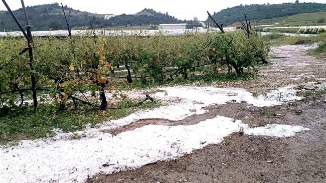 Βιβλική καταστροφή: Το χαλάζι “έκλεψε” τη σοδιά στα αμπέλια