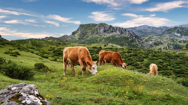 FAO: Πως θα μειωθούν οι εκπομπές μεθανίου από τα ζώα και το ρύζι