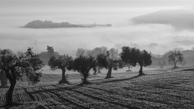 Αναμόρφωση του ΕΛΓΑ και στήριξη ελαιοπαραγωγών: Οι δεσμεύσεις του Σταμενίτη
