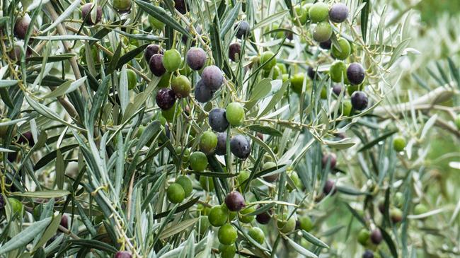 ΔΟΕΠΕΛ: Σχεδόν 90% η ακαρπία στις πράσινες ελιές