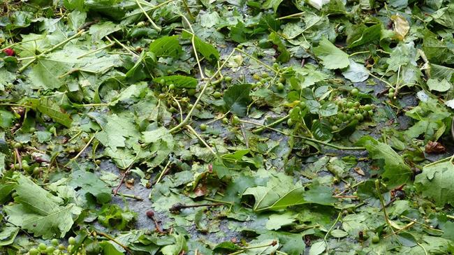 Αχαΐα: Σφοδρή χαλαζόπτωση και ισχυρές βροχοπτώσεις προκαλούν προβλήματα σε καλλιέργειες