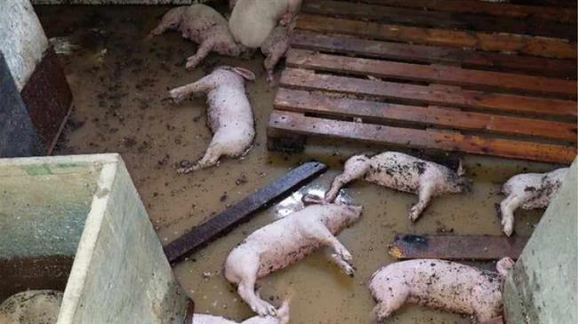 ΣΕΚ: Οι θέσεις για τις καταστροφικές συνέπειες των πυρκαγιών και πλημμύρων