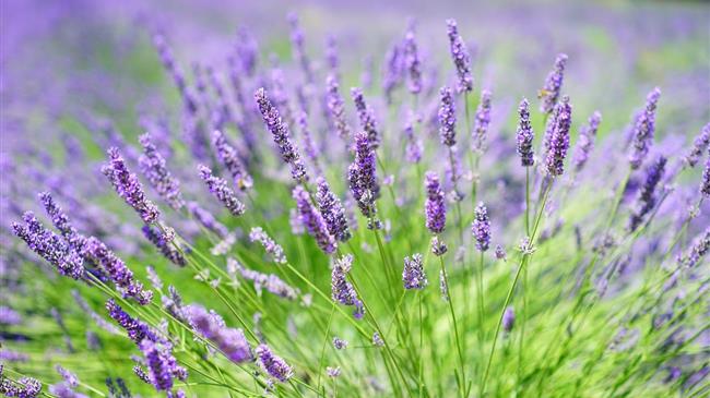 Επιστολή Αντιπεριφερειάρχη στο ΥΠΑΑΤ και τον ΕΛΓΑ για τις ζημιές στις καλλιέργειες αρωματικών & φαρμακευτικών φυτών