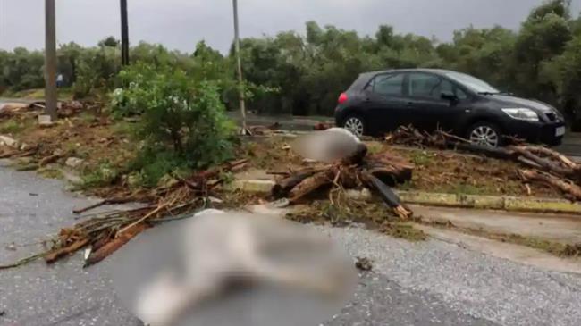 Οι δράσεις των κτηνιάτρων στη Θεσσαλία μετά τα πλημμυρικά φαινόμενα