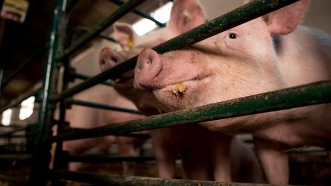 EU shelves promised ban on caged farming