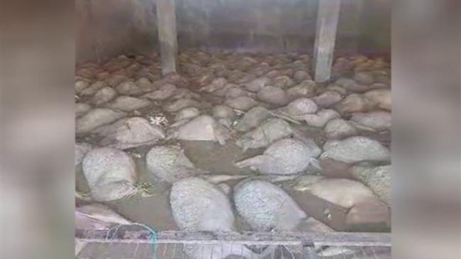 Το ΑΚΚΕΛ καλεί τους πληγέντες κτηνοτρόφους στην Θεσσαλία να ΜΗΝ πληρώνουν το τέλος εκτίμησης ανά ζώο για αποζημίωση