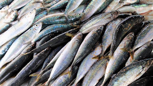 Αίτημα για την αναγνώριση της Σαρδέλας και της Γάμπαρης Αμβρακικού ως ΠΟΠ προϊόντα