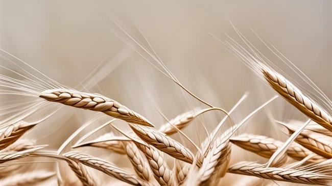 Τουρκία: Χαλαρώνει τους κανόνες εισαγωγής σιταριού