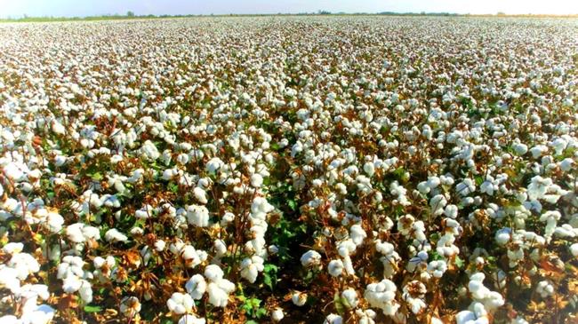 ΟΠΕΚΕΠΕ: Οι υποχρεώσεις των βαμβακοπαραγωγών για να λάβουν την συνδεδεμένη των 73,39 ευρώ το στρέμμα