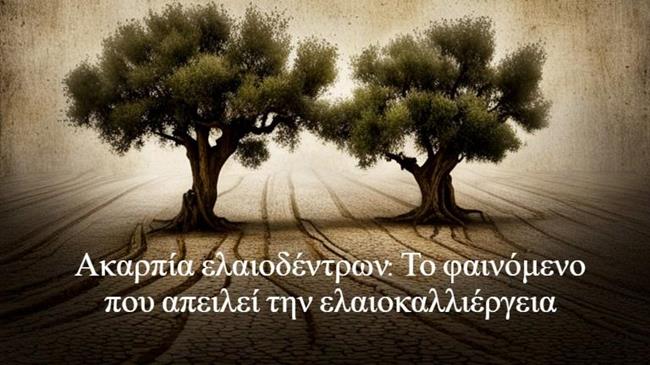 Κλιματική αλλαγή: Πώς απειλεί την ελιά, έναν από τους βασικούς πυλώνες της ελληνικής οικονομίας