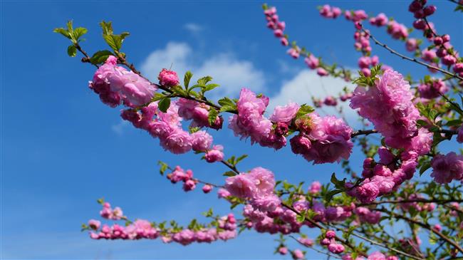 Ελασσόνα: Επιστολή στον ΕΛΓΑ για ακαρπία και καρπόπτωση στη αμυγδαλιά
