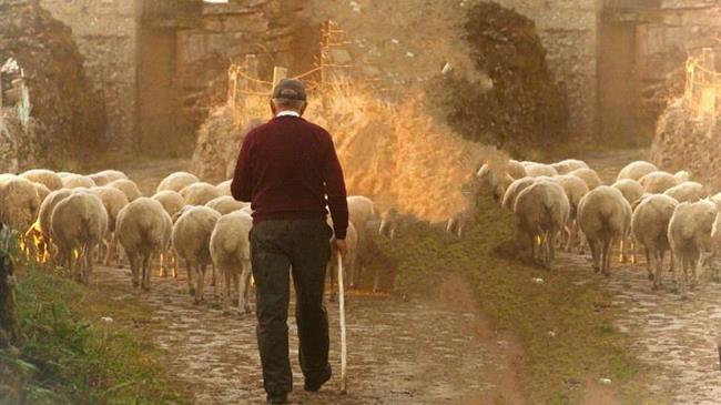 Υπάρχει έλλειμμα βοσκών στην Κτηνοτροφία