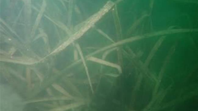 Παγασητικός κόλπος: Τα συμπεράσματα του ΙΝΑΛΕ