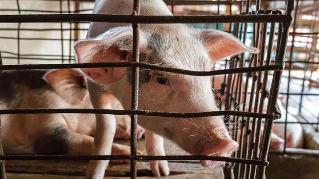 EU Commission slaps democracy in the face, signals GAME OVER for EU animal welfare revolution