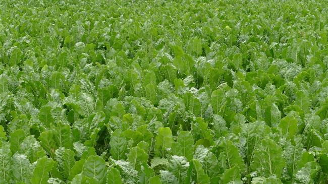 Η Ινδία ετοιμάζεται να περιορίσει τις εξαγωγές ζάχαρης