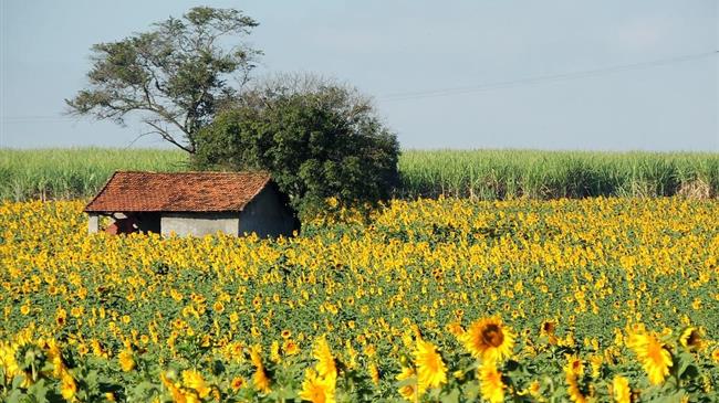 GF Energy: Στα 40 λεπτά ο ηλίανθος