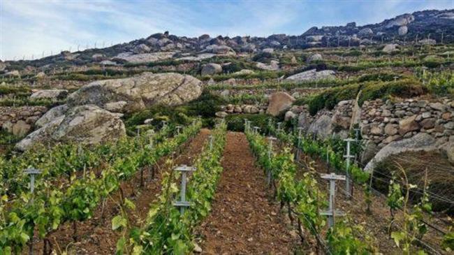 Παράταση 12 μηνών για τις άδειες φύτευσης