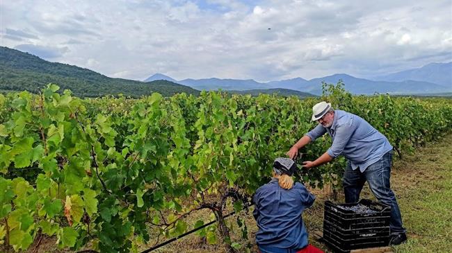 Όψιμος ο φετινός τρύγος στην Πιερία