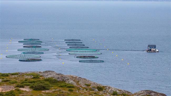 Υδατοκαλλιέργεια: Σε Ελλάδα, Γαλλία, Ιταλία και Ισπανία τα 2/3 της συνολικής ευρωπαϊκής παραγωγής