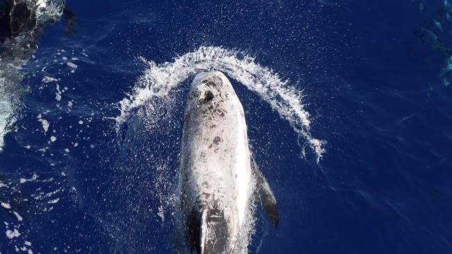 Έρευνα Greenpeace: Απειλούμενες φάλαινες διαβιούν στην Ελληνική Τάφρο