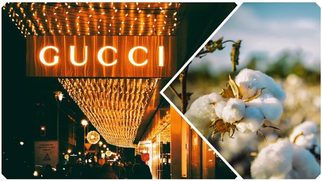 Louis Vuitton - Gucci :Ενδιαφέρον για το ελληνικό βαμβάκι, αλλά οι αγρότες ζητούν δίκαιες τιμές