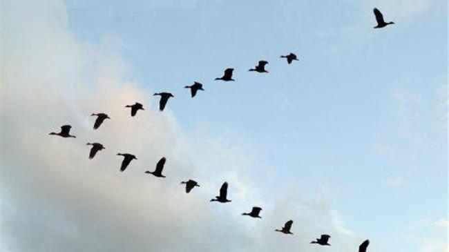 Έχει βελτιωθεί η παρακολούθηση των αποδημητικών πτηνών και των οικοτόπων τους